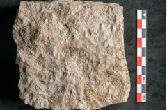 Foto (Detailansicht) von Chara meriani Braun (NHMW-GEO-2024-0188-6721)
